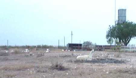 llama on the 
Henderson ranch